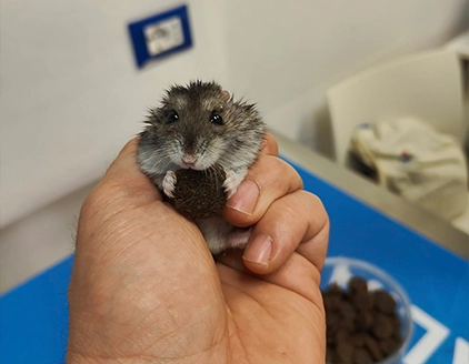 Dr.ssa Ketti Meneghin