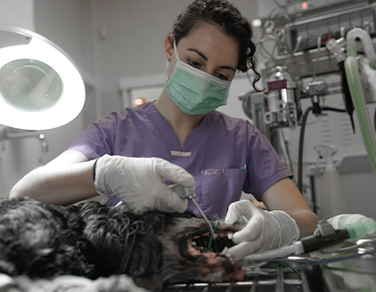 Dr. Tommaso Magni