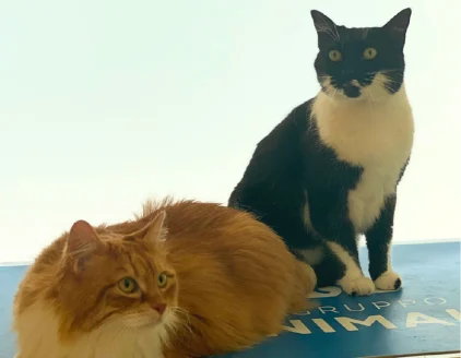 gatti clinica veterinaria la fenice lucca