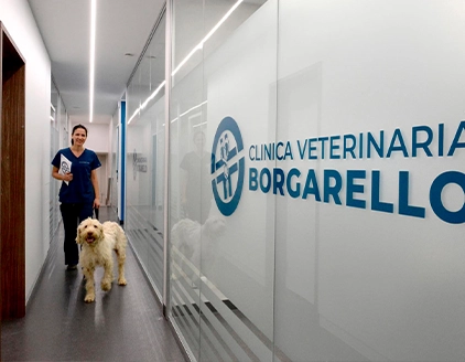 Dr. Bartolomeo Borgarello