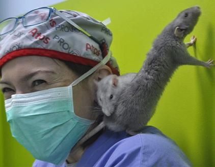 Dr.ssa Loredana Sorrenti