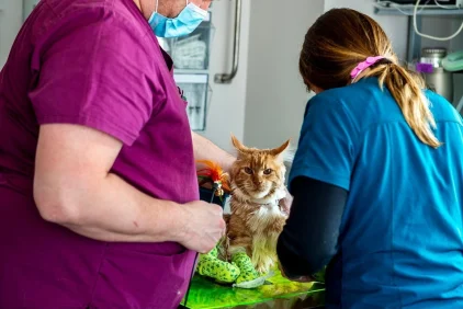 gatto clinica veterinaria san michele